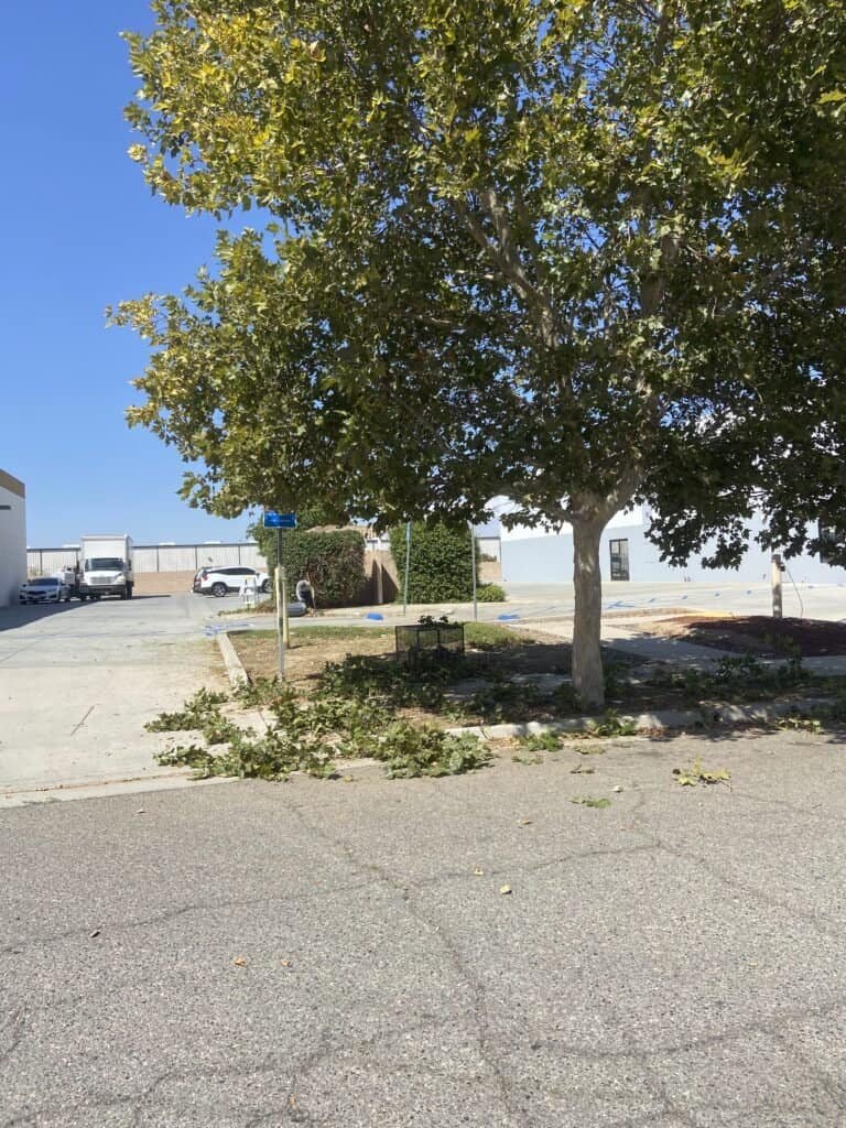 Tree removal, trimming, and landscape redesign by professional landscapers.