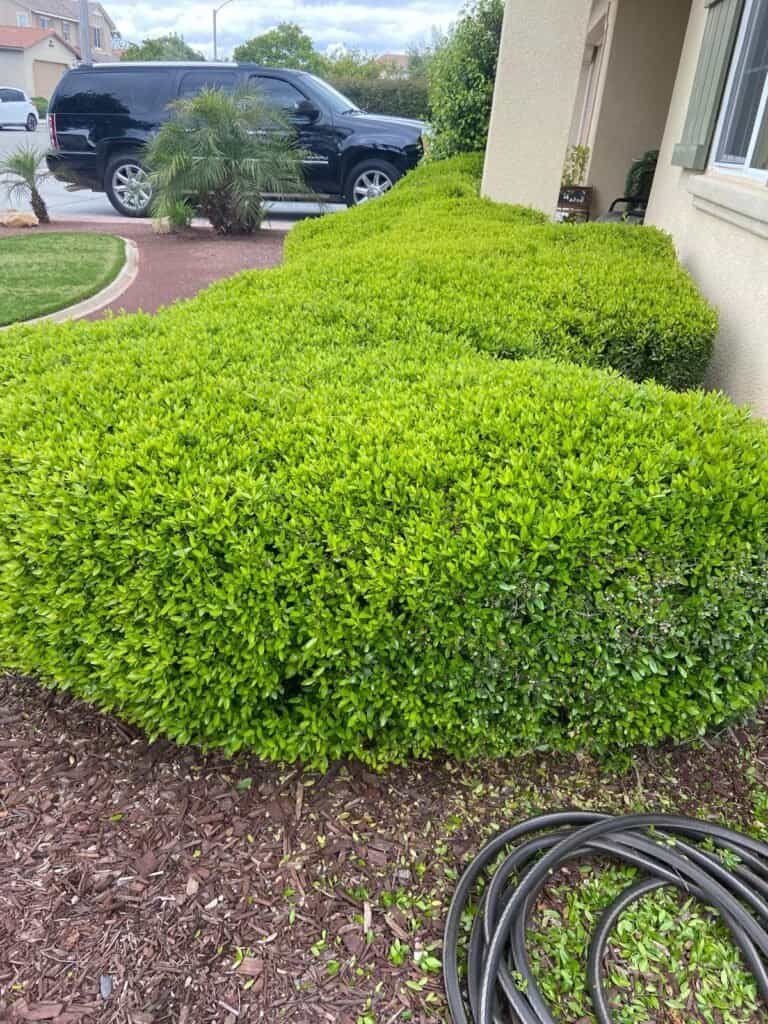 High-quality landscape hedges for curb appeal.