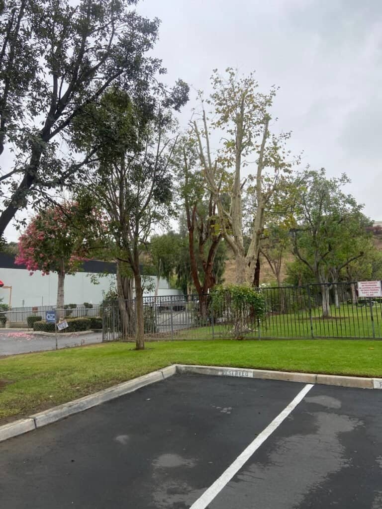 Beautiful parking lot landscape with trees and greenery, expertly maintained by Varela Landscaping Inc.
