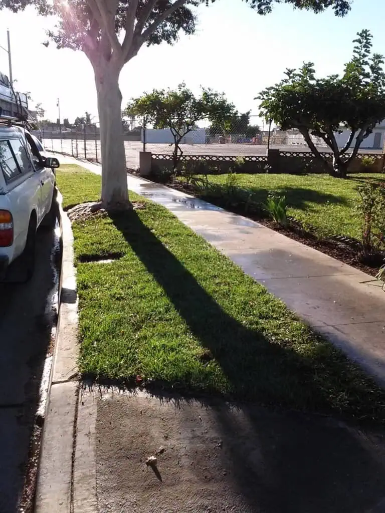 Beautiful garden landscape with trees and grass alongside the sidewalk.